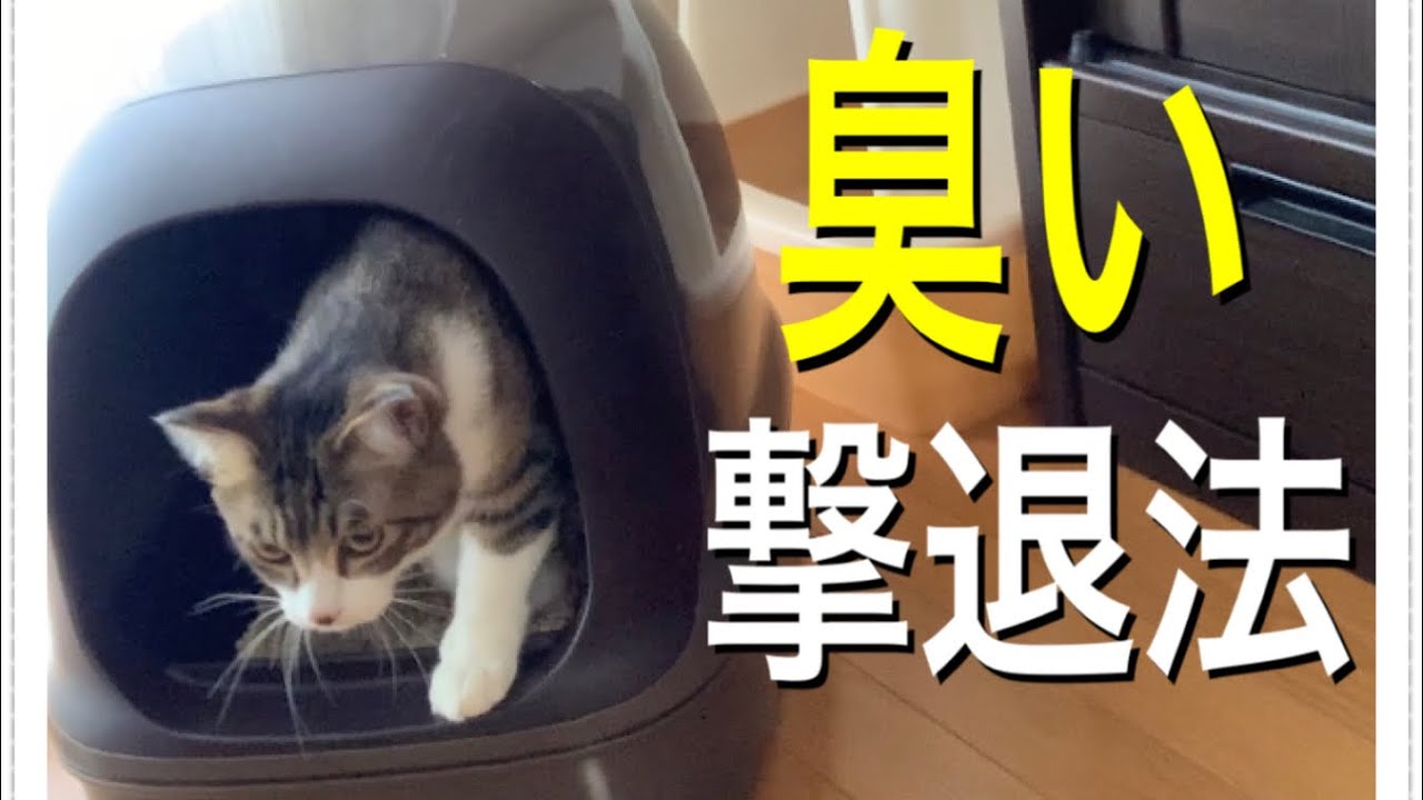 【猫のトイレ】【多頭飼い】これでもう臭わない！猫のトイレの臭いを消す方法