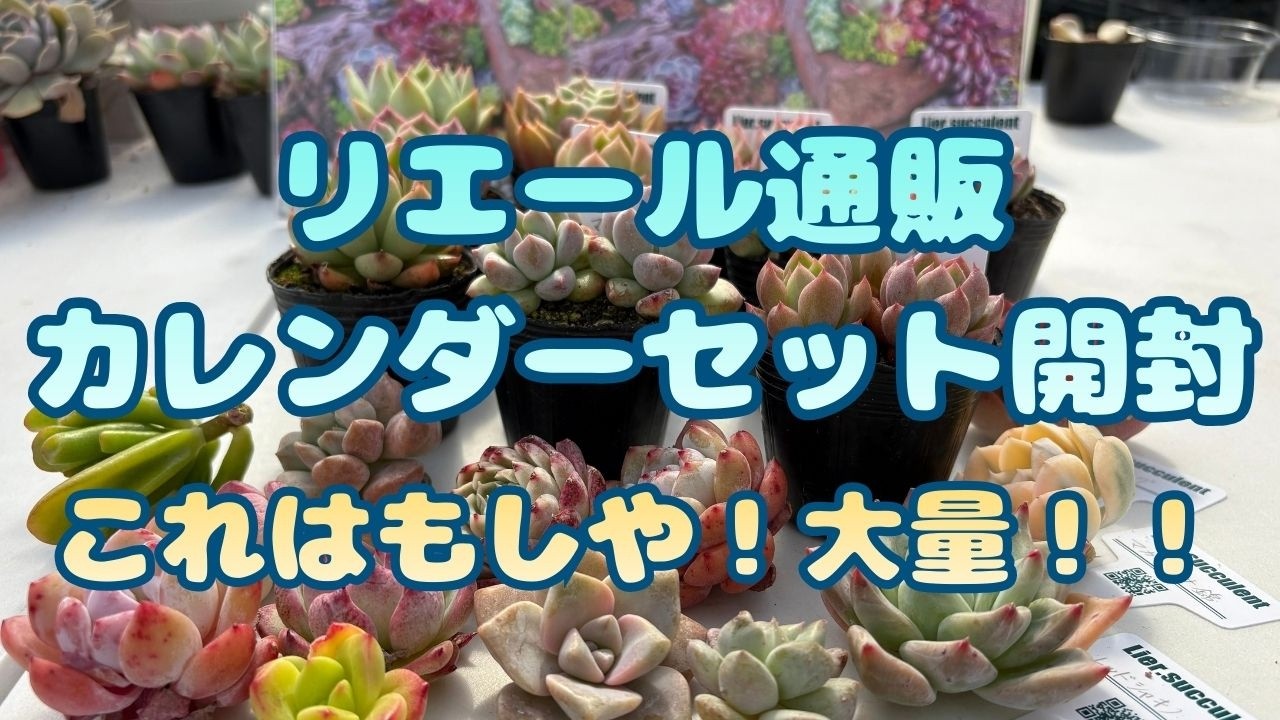 【多肉植物】リエール通販カレンダーセット開封！これはもしや！？ 栃木の多肉生産者 マジッククラウン