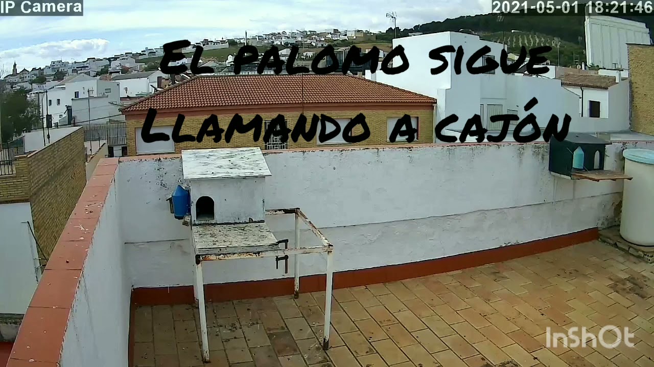 El Palomo Ladron.