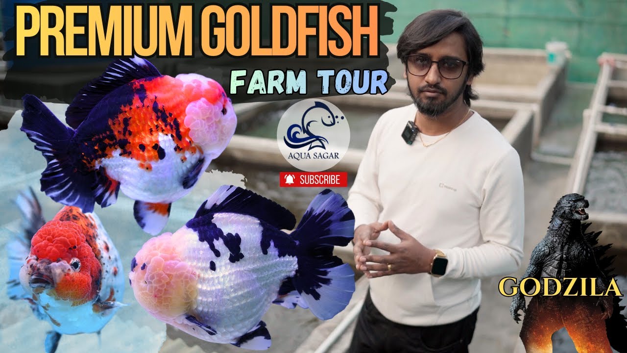 Premium Quality Goldfish Farm Tour | Imported & Farm Bred Goldfish | Aqua Sagar