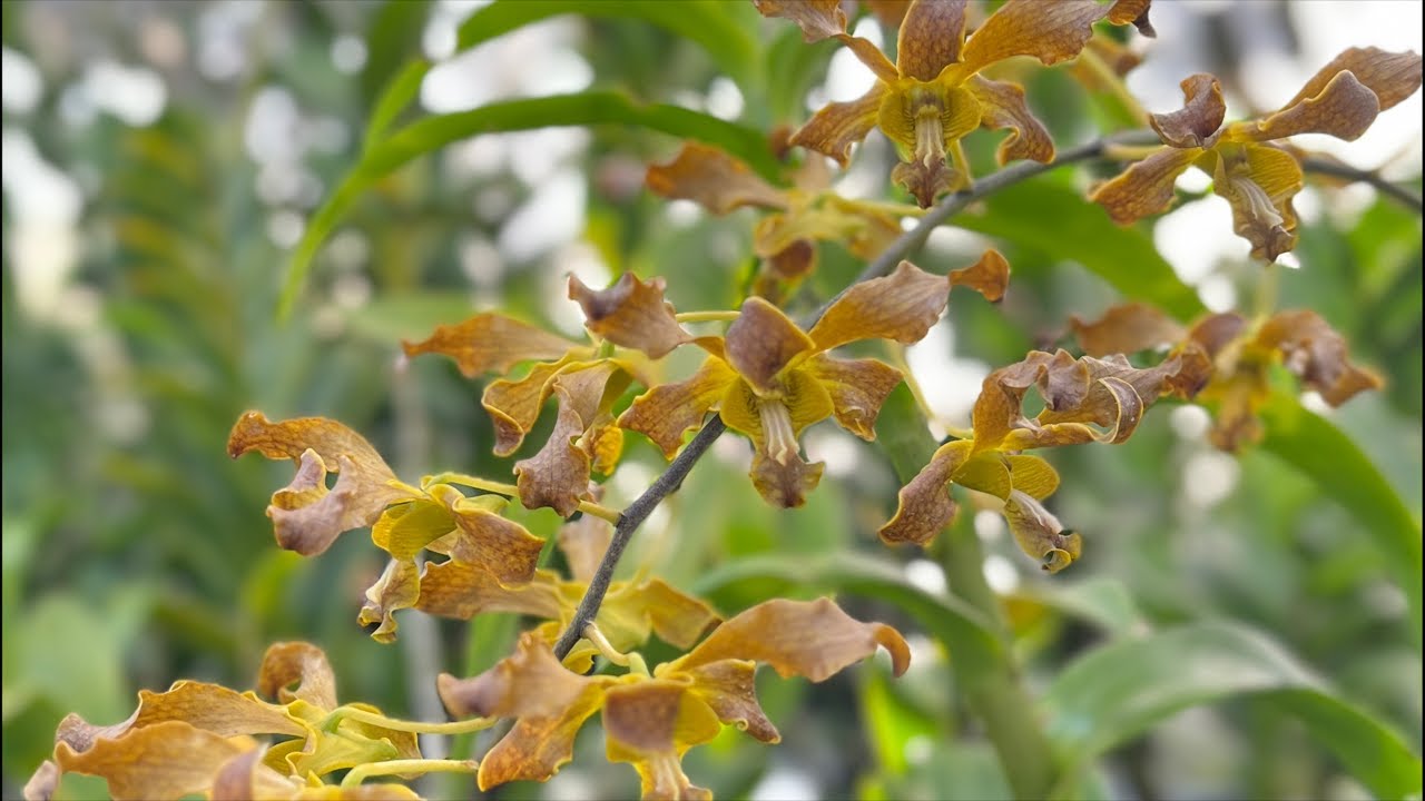 Jual Dendrobium Rajajowas X Murah