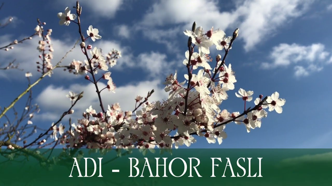 Adi Ahmedov - Bahor Fasli  #orginal