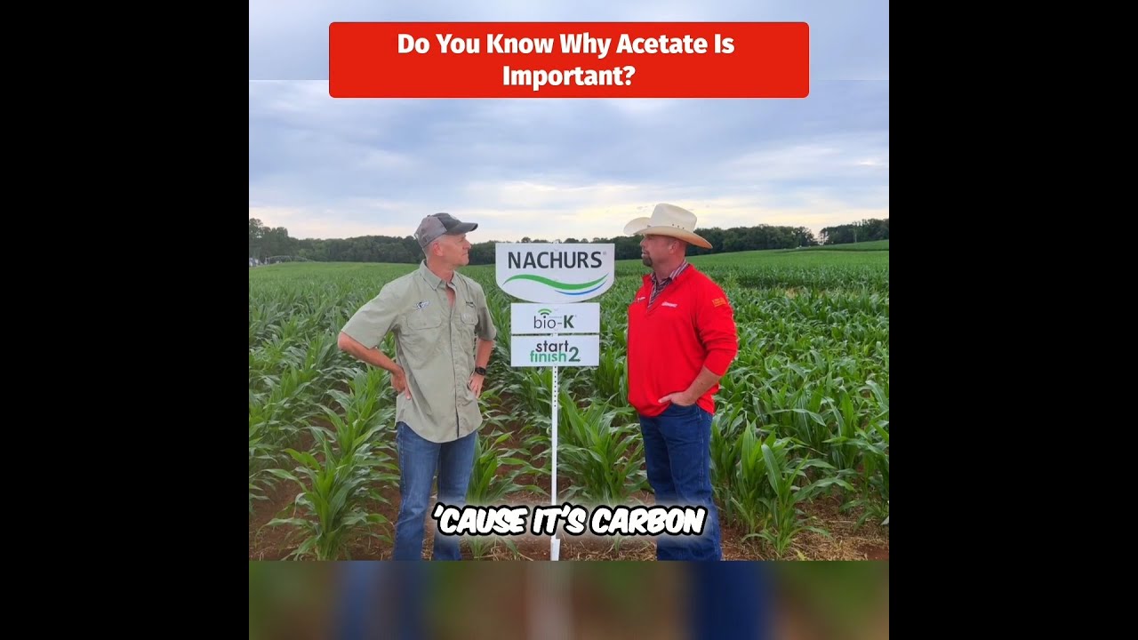 What is Acetate?