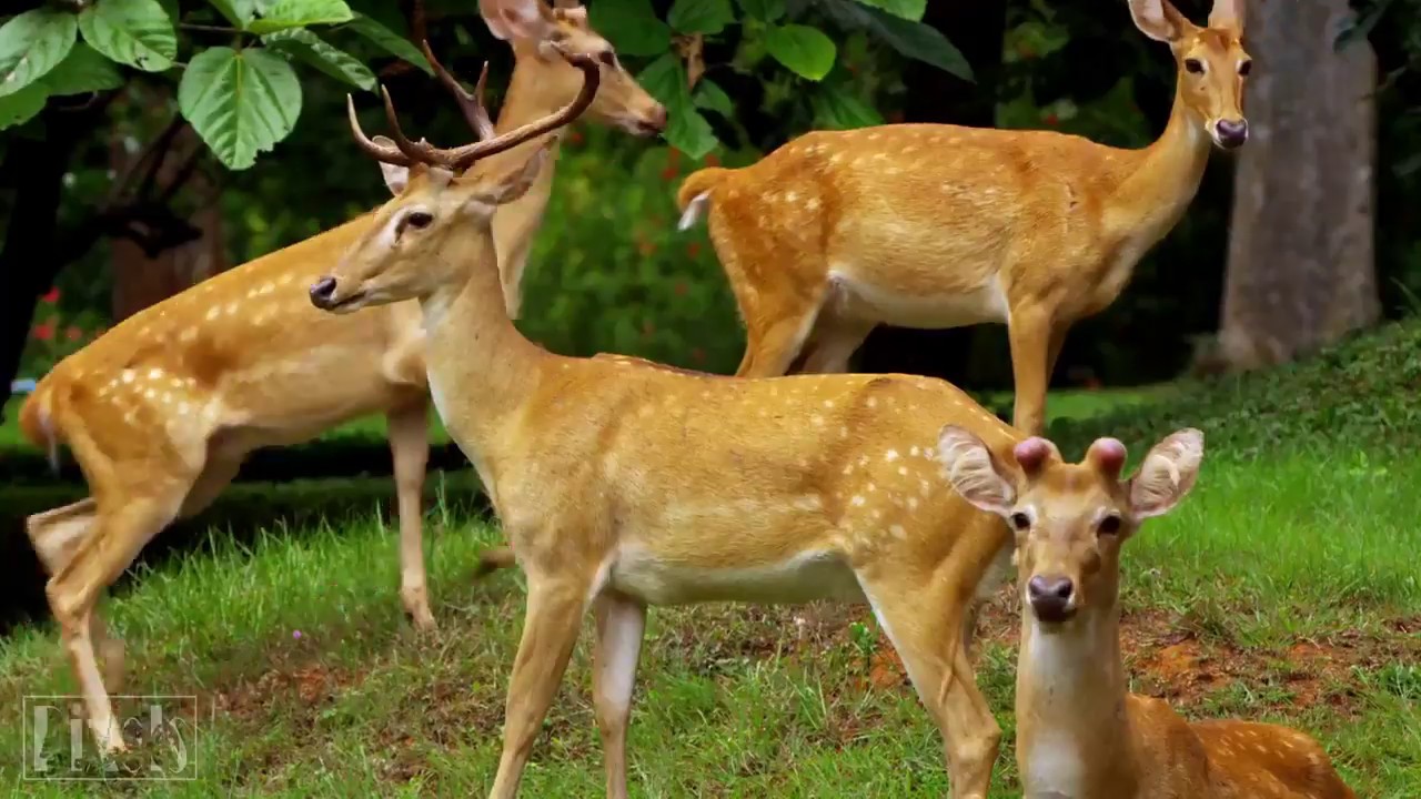 ANIMAUX SAUVAGES - Oc&eacute;an, jungle, milieu naturel - Vid&eacute;o HD
