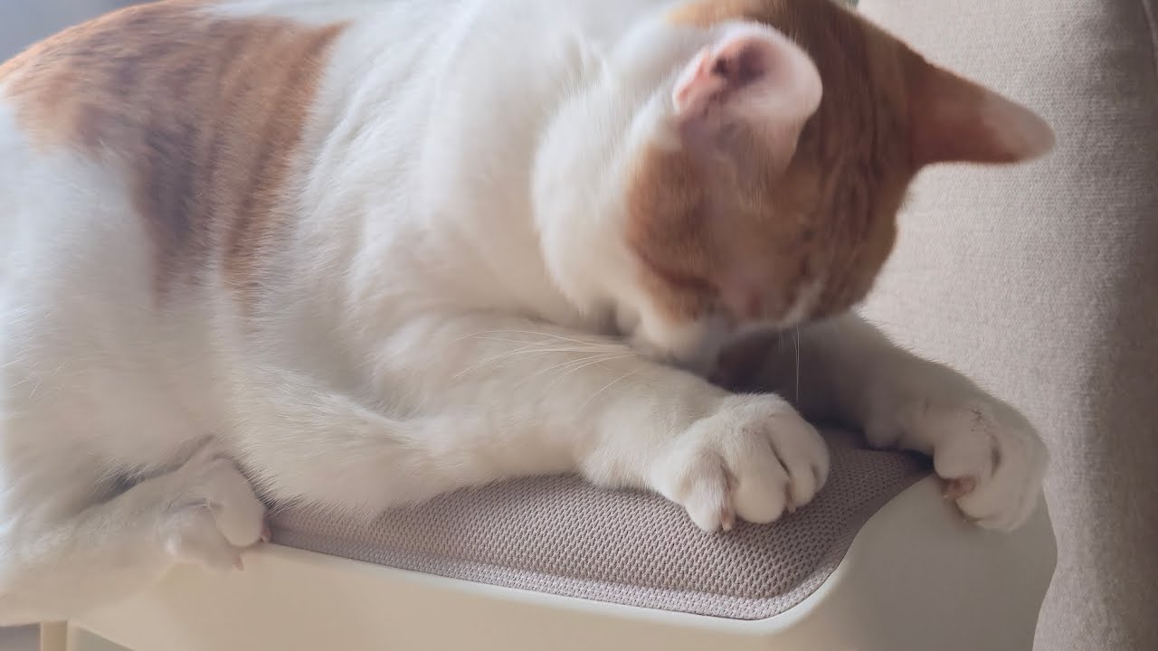 고통에서 벗어나고 싶다면 [고양이 5분 명상]