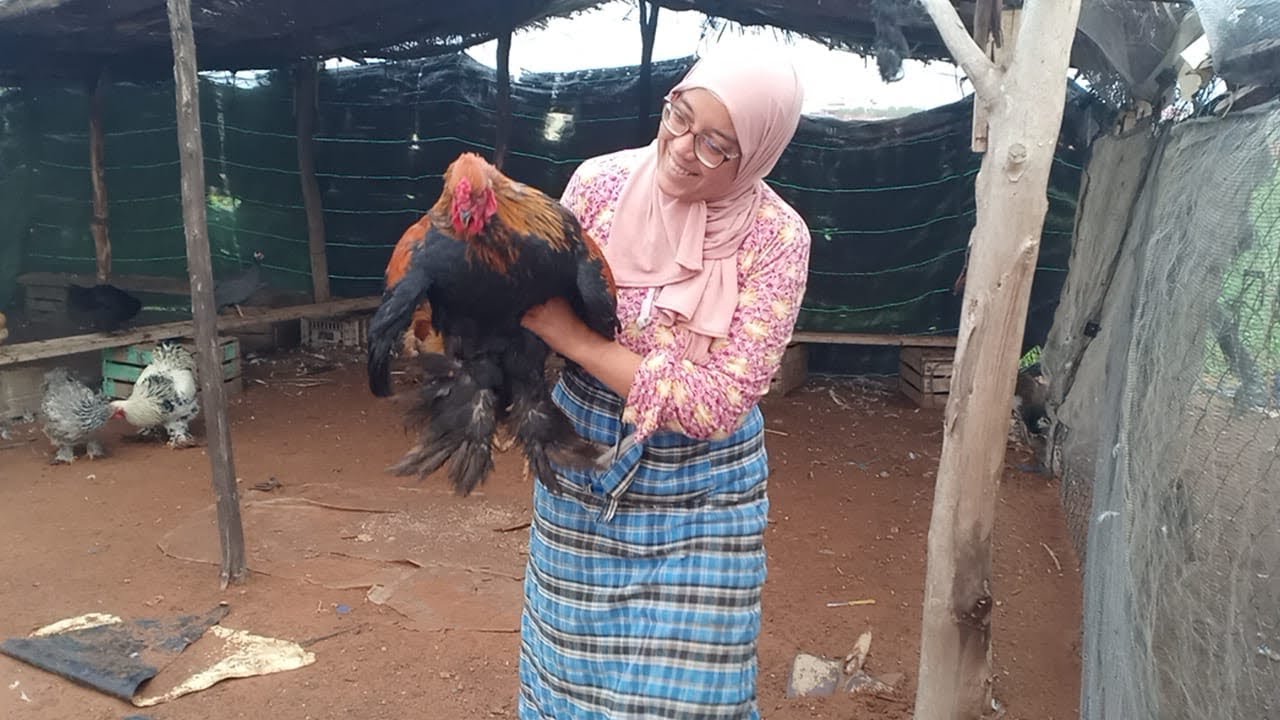 ترقيد الدجاج البلدي🐓🐥🐔الديك الرومي مع سميرة في البادية🌵