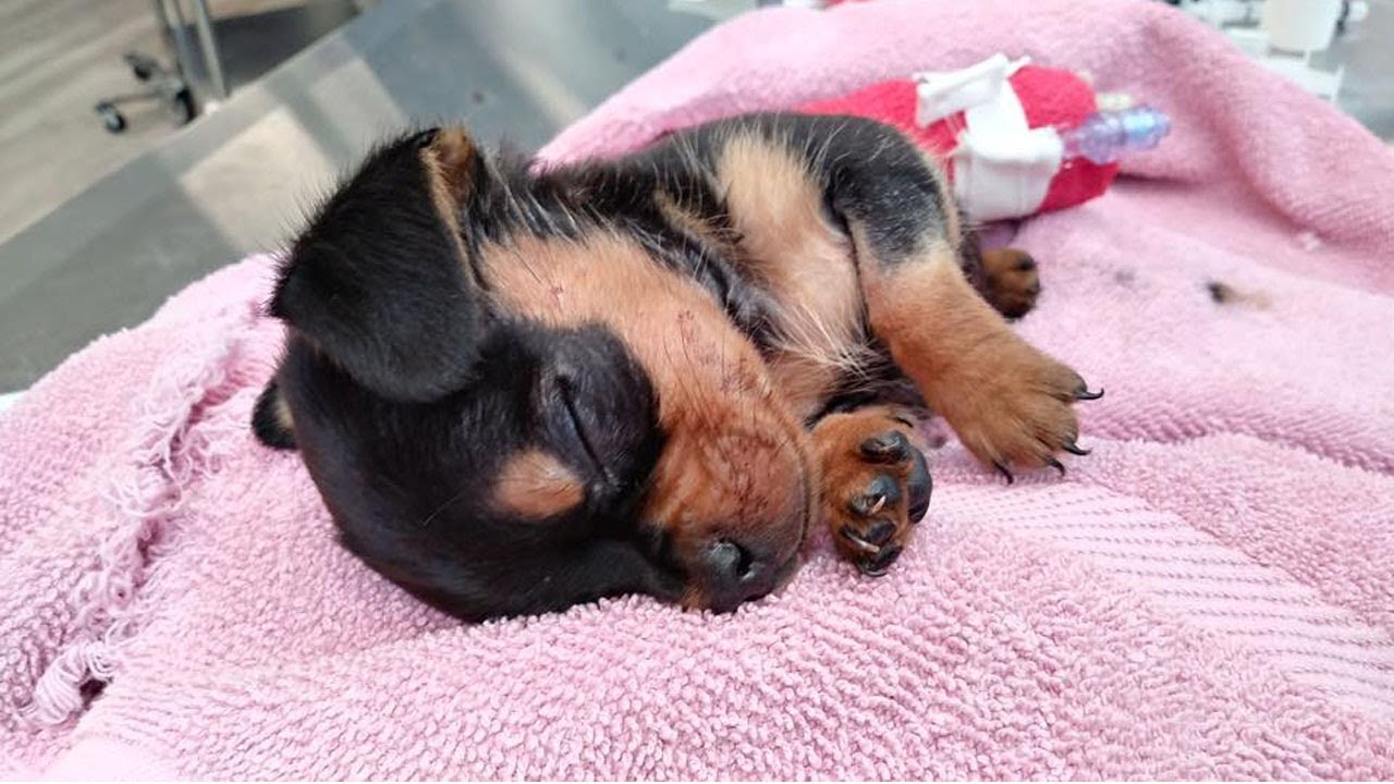 Puppy Begs His Owner For Mercy Before Collapsing In Tears