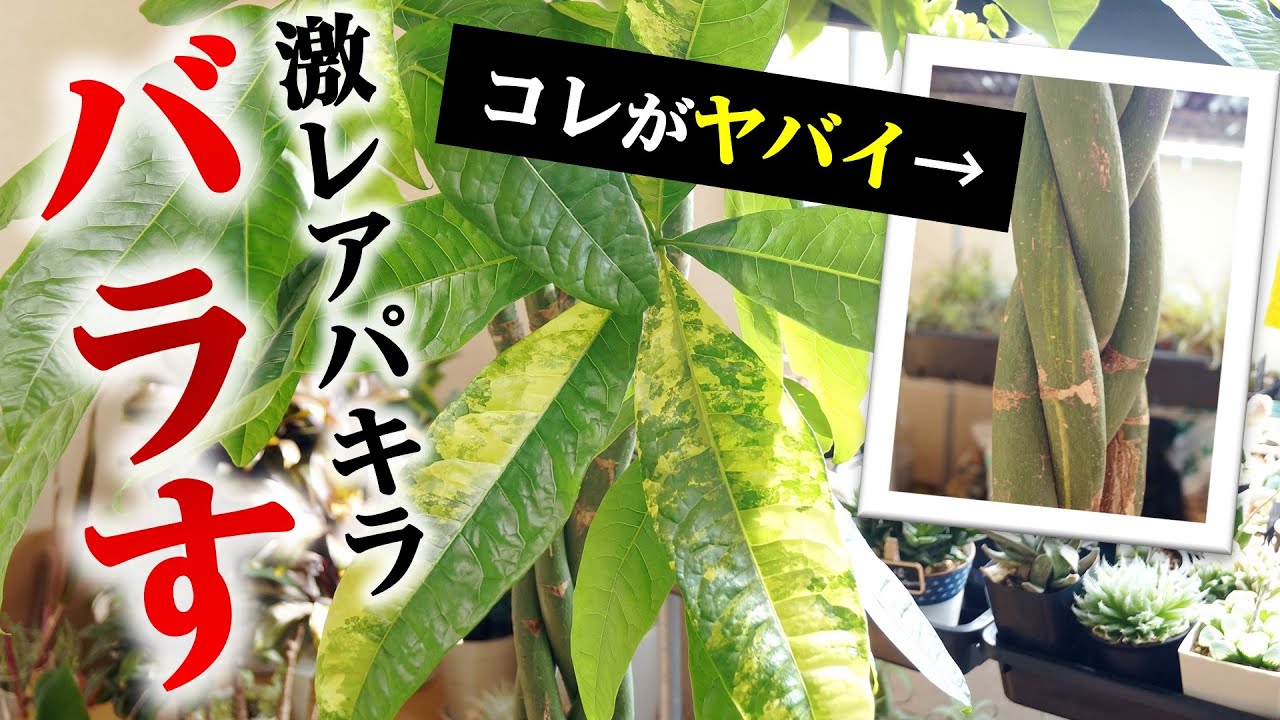 斑入り編み込みパキラをほどこうとした末路・・・【観葉植物レスキュー】
