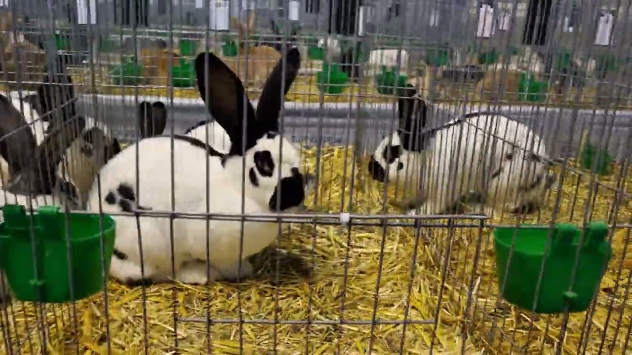 iepuri Fluture German uriaș la expo națională 2024