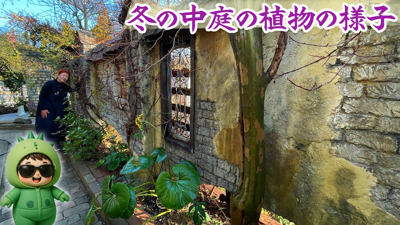 【吉村邸の自宅の中庭】20年育つクリスマスローズの子株がおちこちに／ラグランジアも順調に芽を出す／ツワブキは本当に強いですね【宿根草の庭】