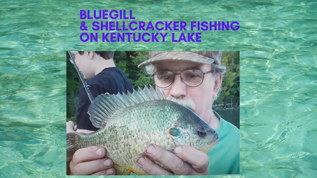 Bluegill and Shellcracker Fishing on Kentucky Lake
