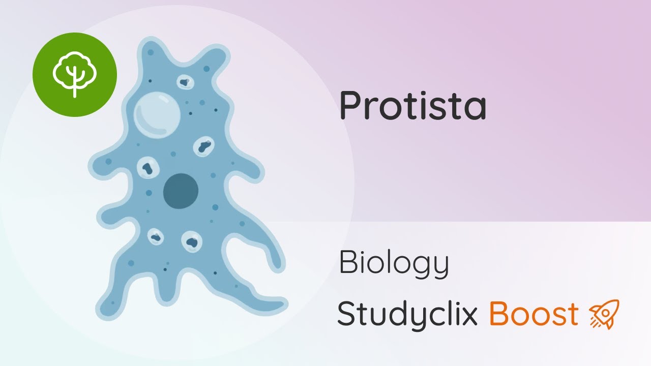 The Kingdom Protista - Amoeba, Protista - Leaving Cert Biology | Studyclix Boost