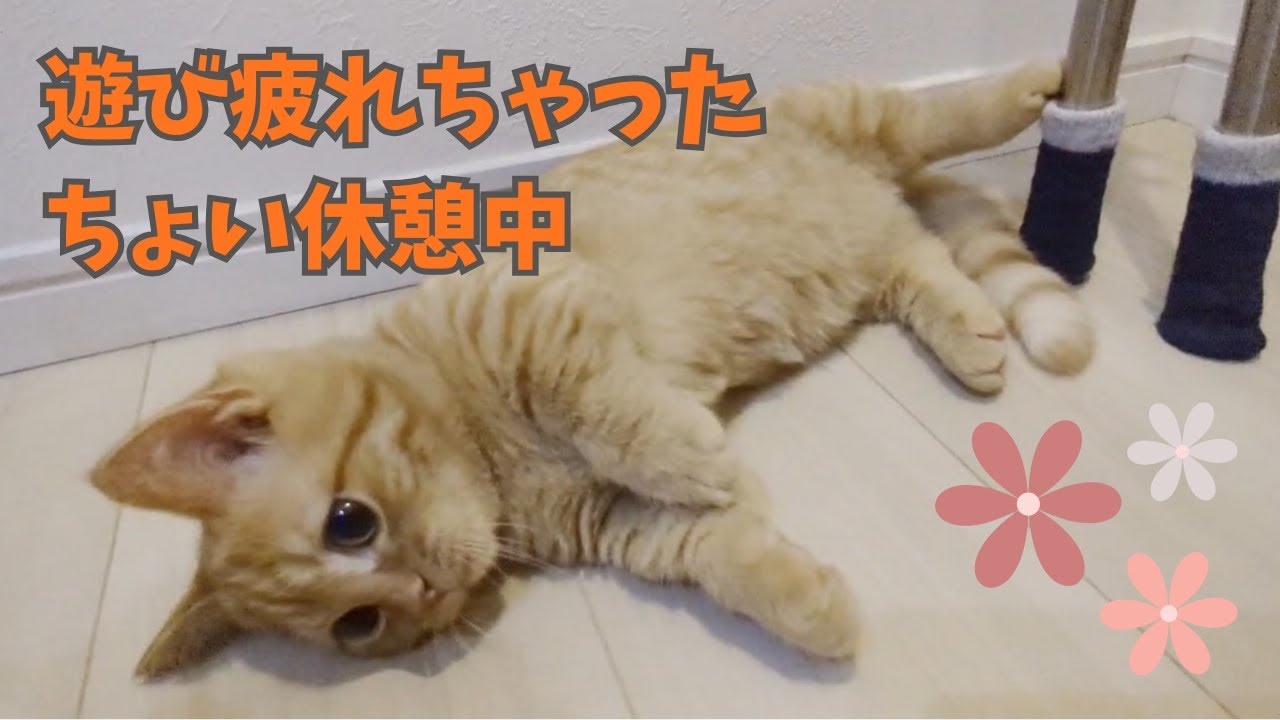 毎日元気に遊ぶマンチカンが可愛すぎる件