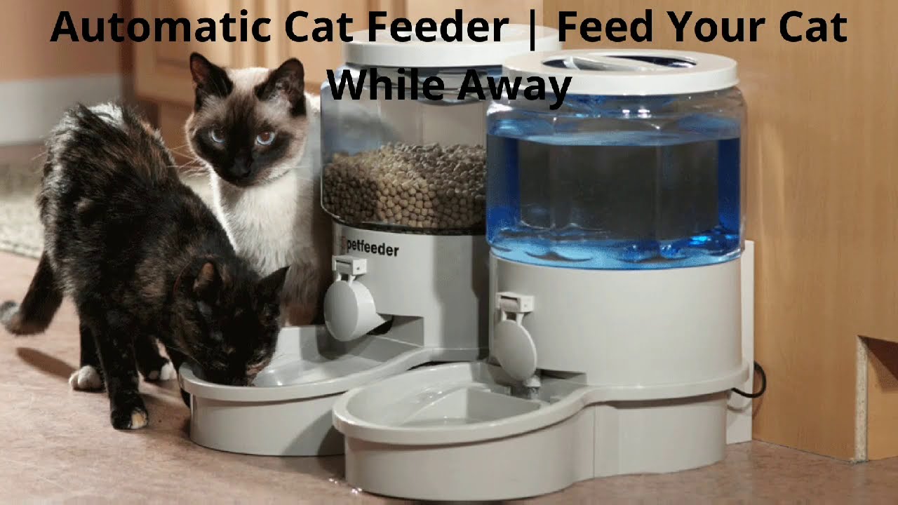Automatic Cat Feeder |  Feed Your Cat While Away