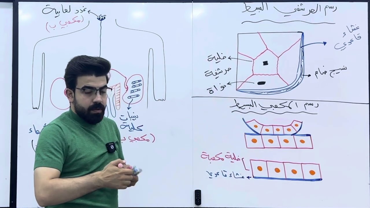 تصوير 2025 إلكتروني | الفصل الثاني | الأنسجة ( رسوم الأنسجة الظهارية البسيطة )