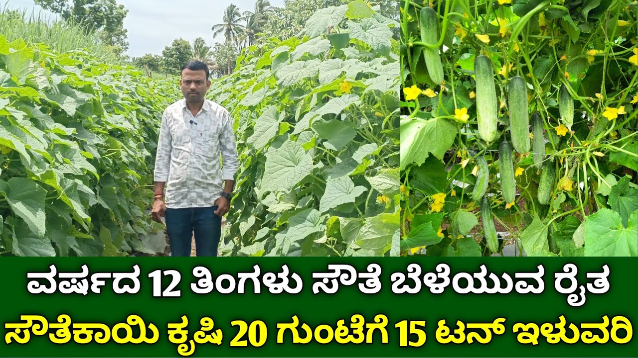 ಸೌತೆಕಾಯಿ ಕೃಷಿ 20 ಗುಂಟೆಗೆ 15 ಟನ್ ಇಳುವರಿ | ವರ್ಷದ 12 ತಿಂಗಳು ಸೌತೆ ಬೆಳೆಯುವ ರೈತ | cucumber farming kannada