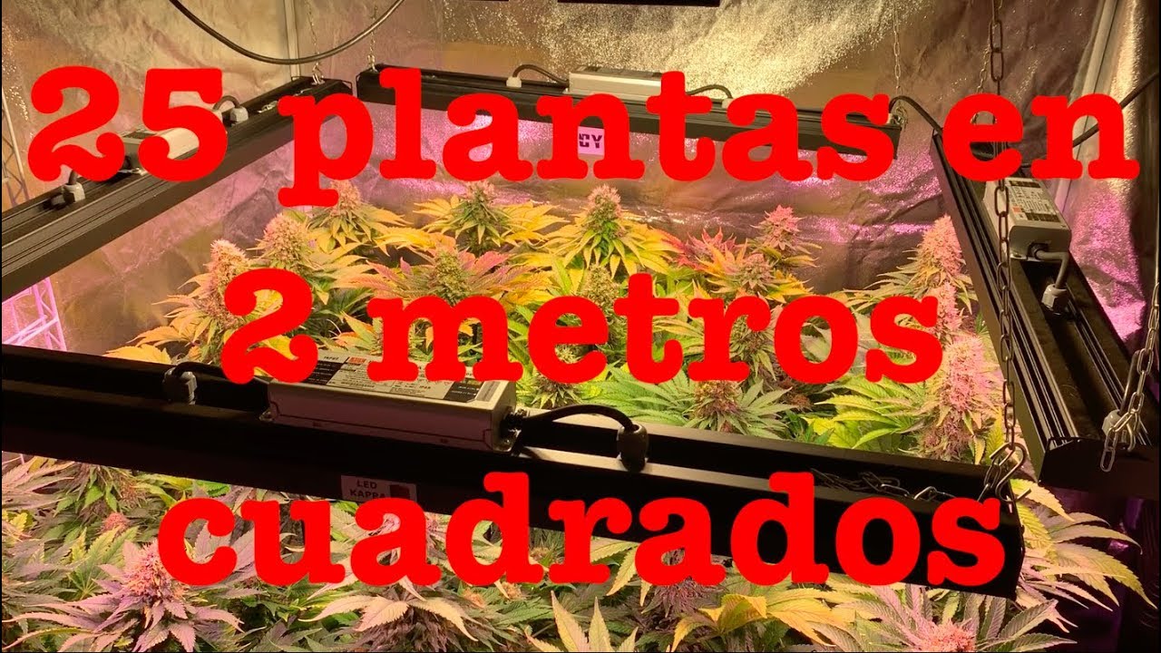 Cultivo de marihuana indoor 25 plantas en 2 metros cuadrados, concentraci&oacute;n m&aacute;xima