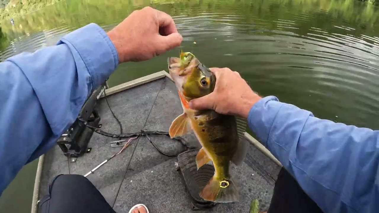 Pesca Tucunare - Peacock Bass Puerto Rico
