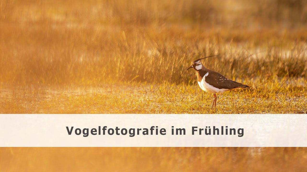 Vogelfotografie am Dümmer See