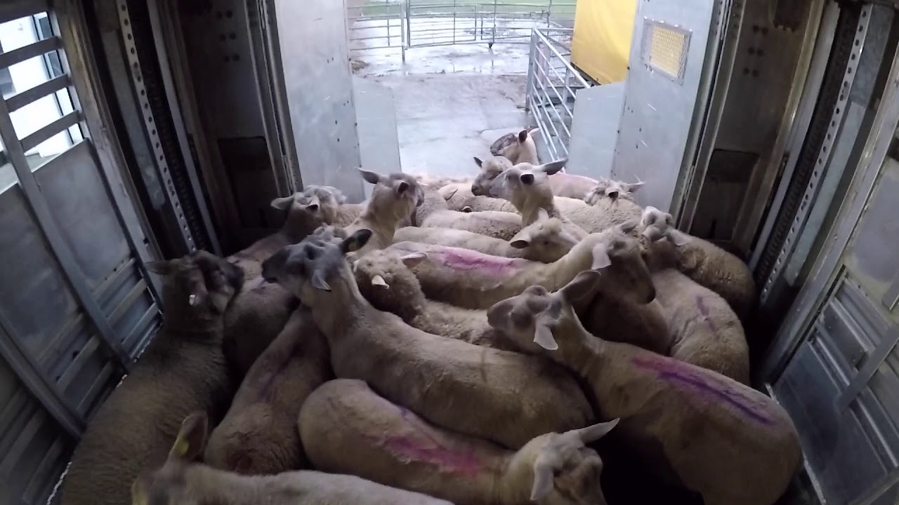 Și uite asa termin săptămâna de muncă😀🥳 (schönes Wochenende ✌️)