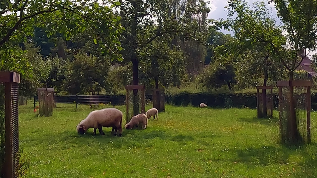 Fluffy Sheep are Grazing!