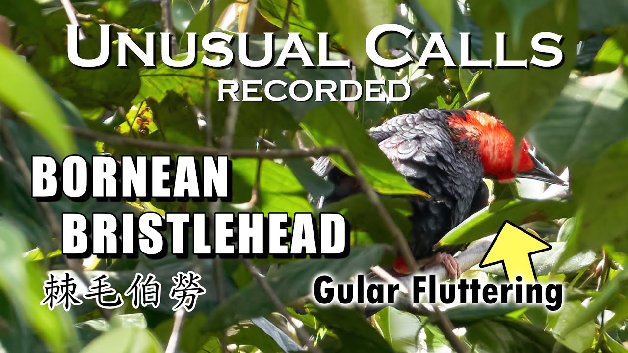 UNUSUAL Calls of Bornean Bristlehead Recorded |【38】小小時光 Short Clip Series