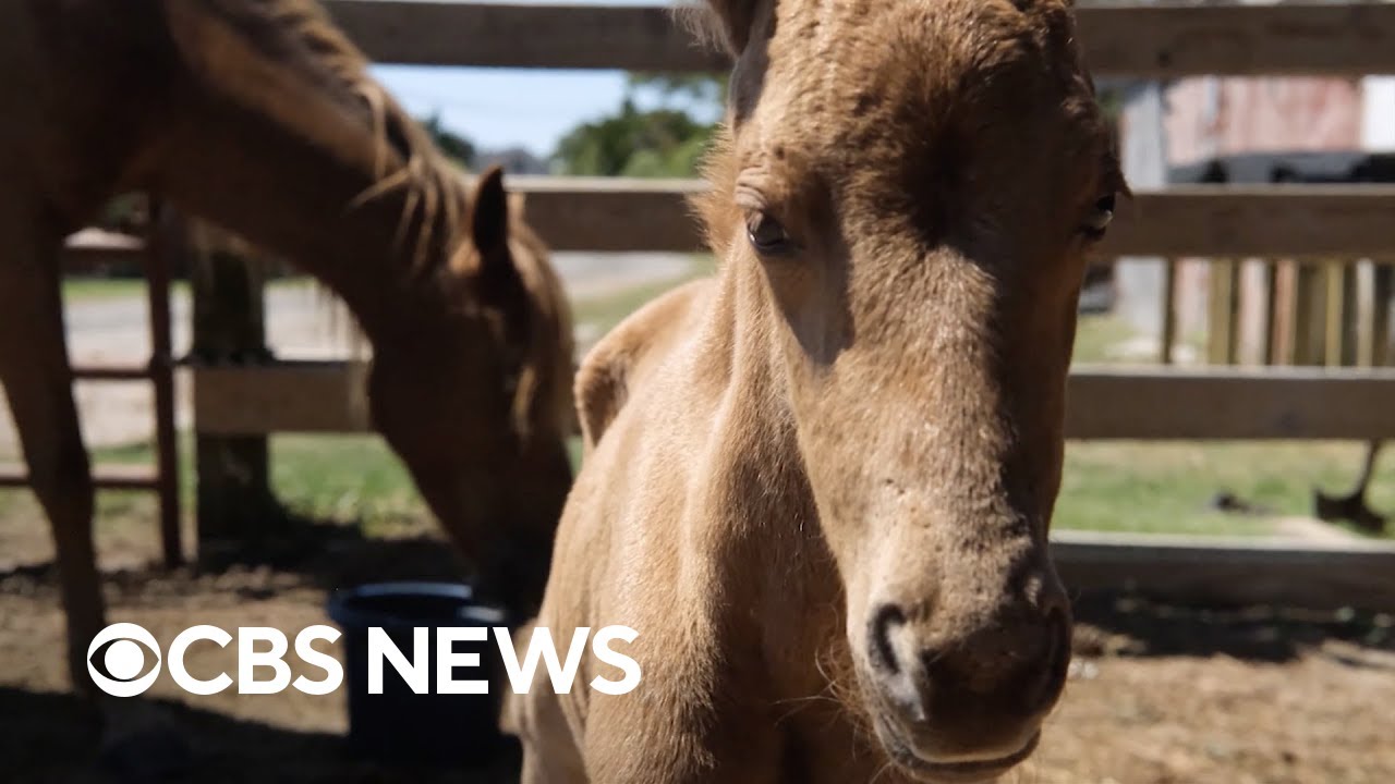 Horse becomes mom to mystery foal