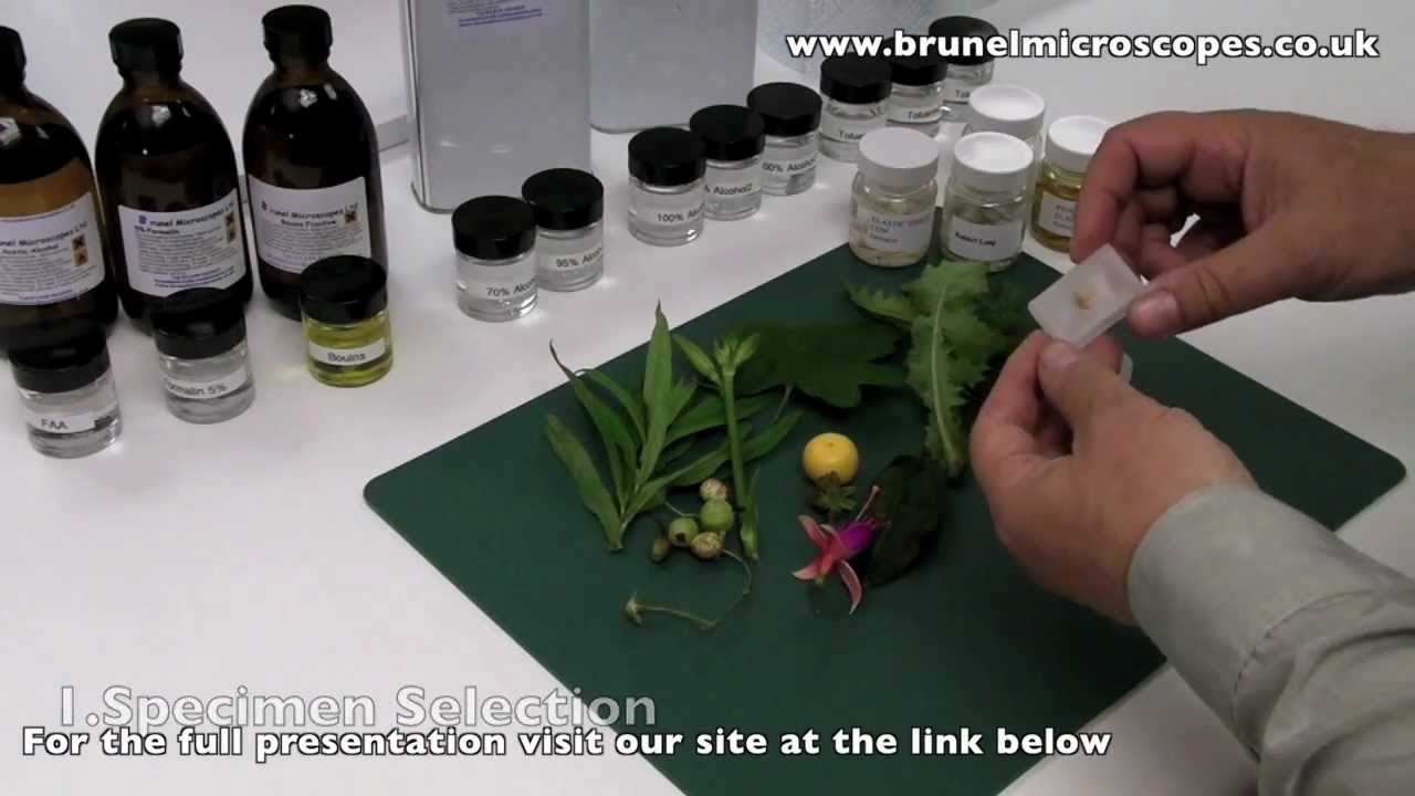 Paraffin Wax Processing and Section Cutting DVD Preview