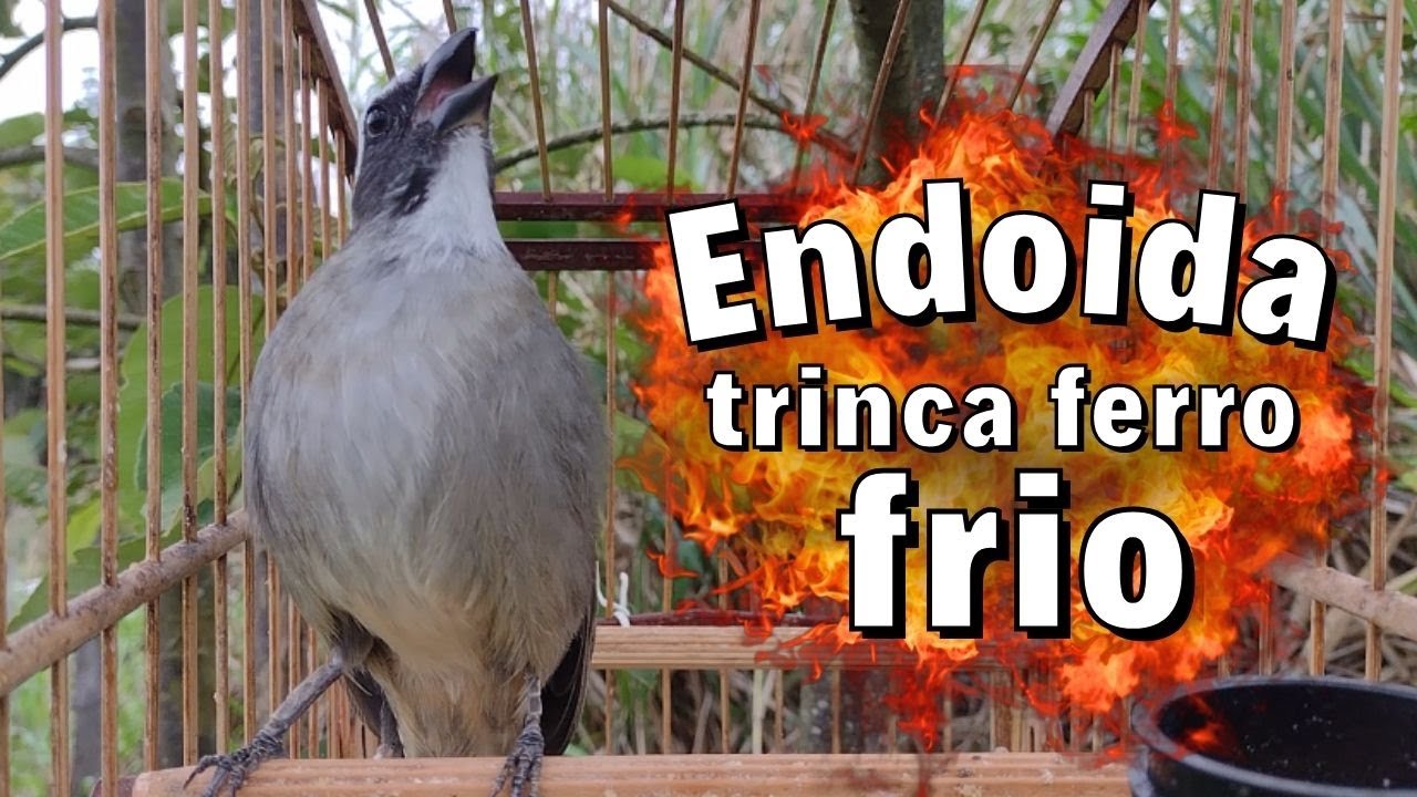 ESQUENTAR TRINCA FERRO FRIO COM TRINCA FERRO NO MATO PARA ESQUENTAR TRINCA FERRO