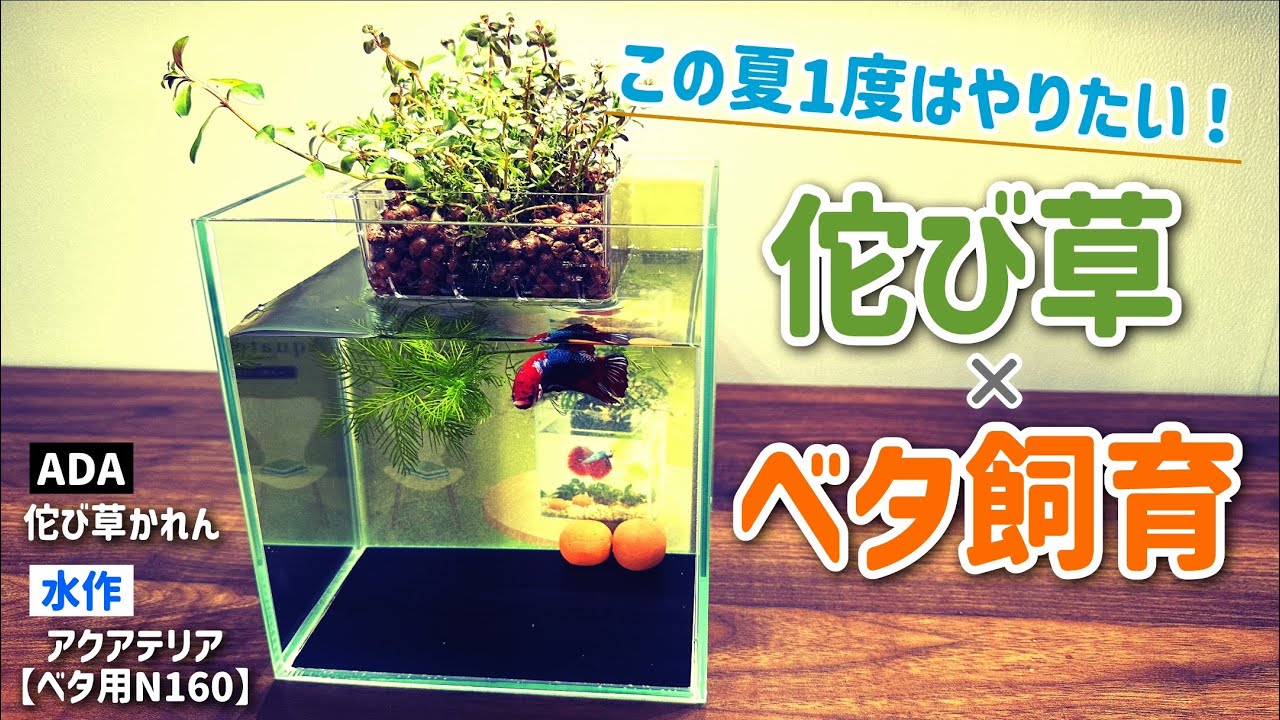 今年の夏こそ「佗び草ベタ水槽」でお部屋に潤いを！【ADA佗び草×水作アクアテリア】