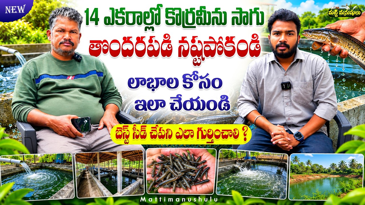Murrel Fish Farming Step by Step | Pond Setup నుండి అమ్మకం వరకు #MurrelFish #korramenu  #fishfarming