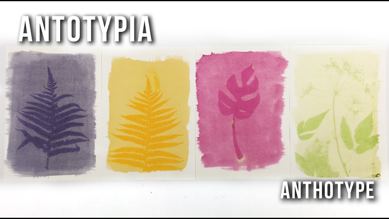 ANTOTYPIA / Anthotype
