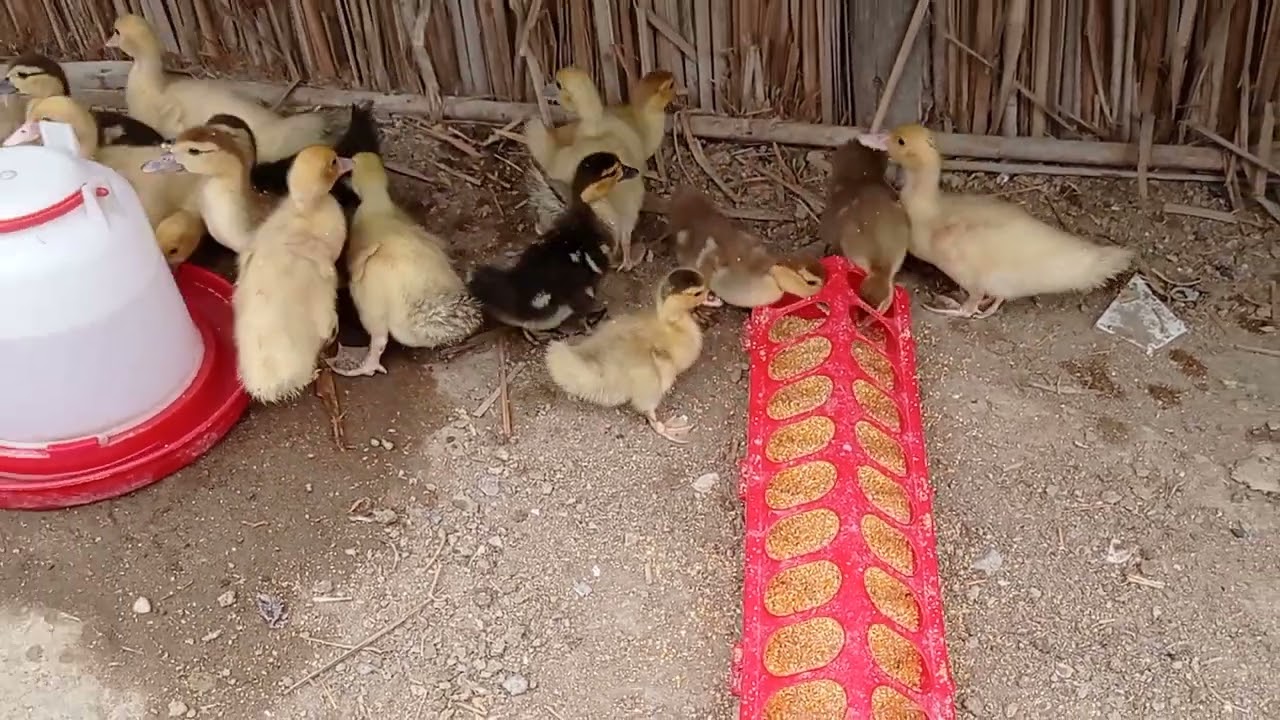 patos gigantes comen sano alimento