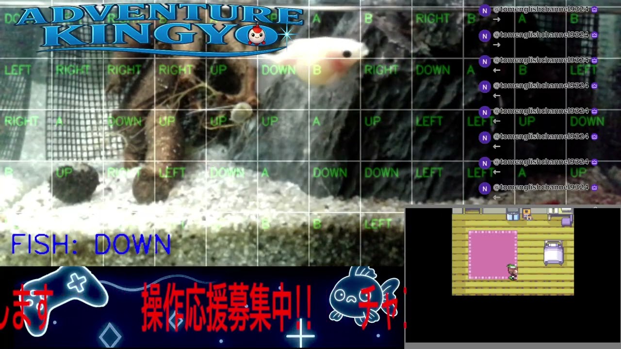 【ポケモンエメラルド】金魚がゲームをプレイ!? 🐟 視聴者コメントで動く参加型ライブ配信 〜Adventure Kingyo〜 パート169 2026-03-08
