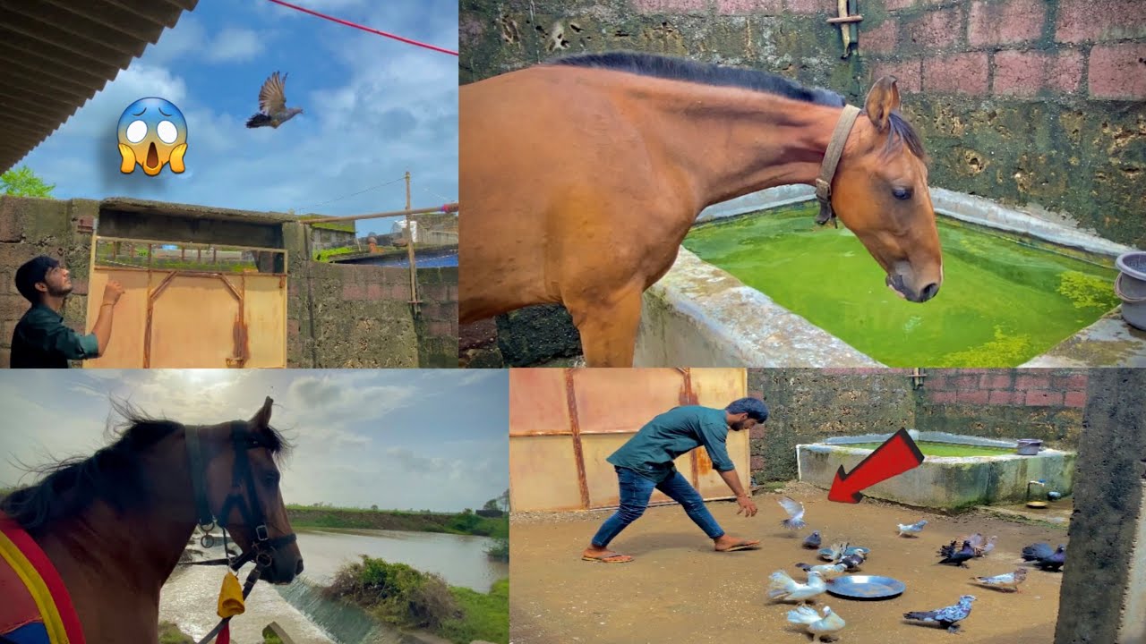 देखिए कबूतर को पहली बार उड़ाया 😨 Tajan ki riding ki 🏇