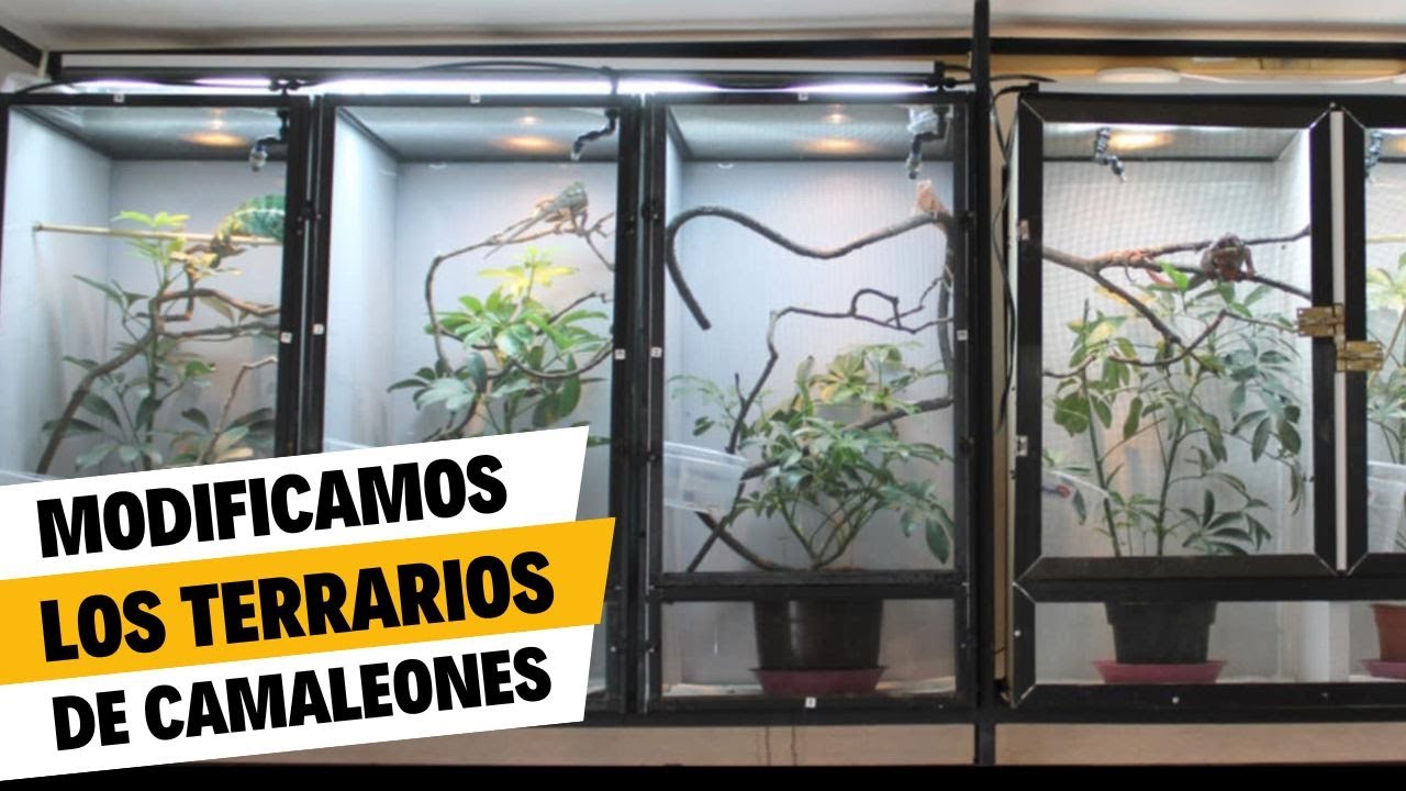 Actualización del Reptile Room / Estamos modificando los terrarios de los camaleones