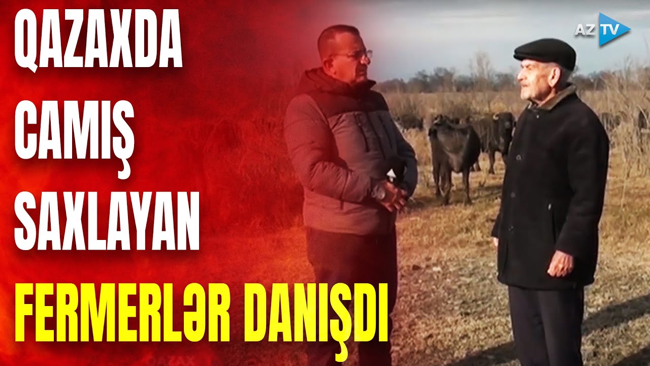 Südü 2, pendiri 8 manata satılır: Qazaxda ənənəvi camışçılıq inkişaf etdirilir