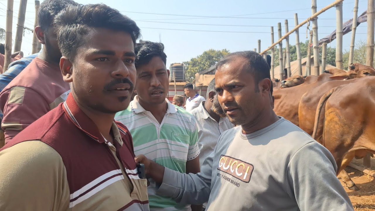 সোবহান ভাই চৌয়ারা বাজারে ৯০ থেকে ১৬০ মধ্যে ২৬ কোরবানি উপযোগী শাইওয়াল গরু বিক্রি করছে 