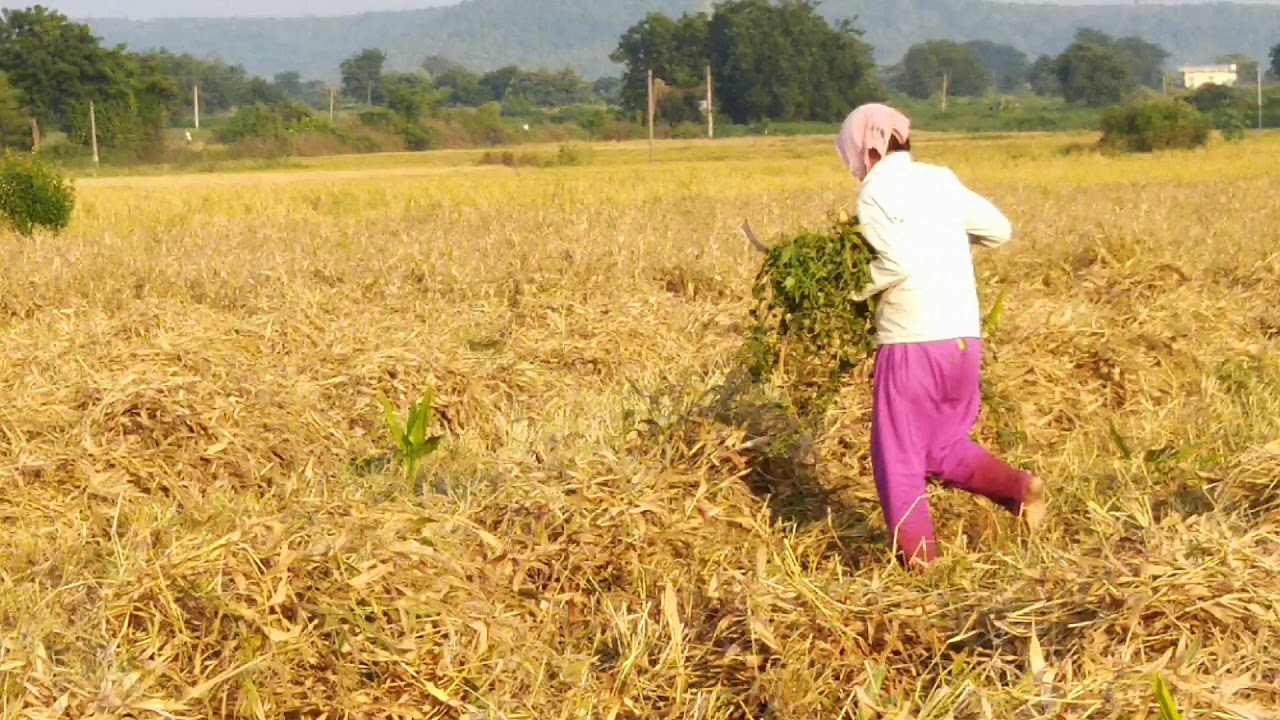 Andukorralu...panta kothalu🌾🌾🌾🌾🌾🌾