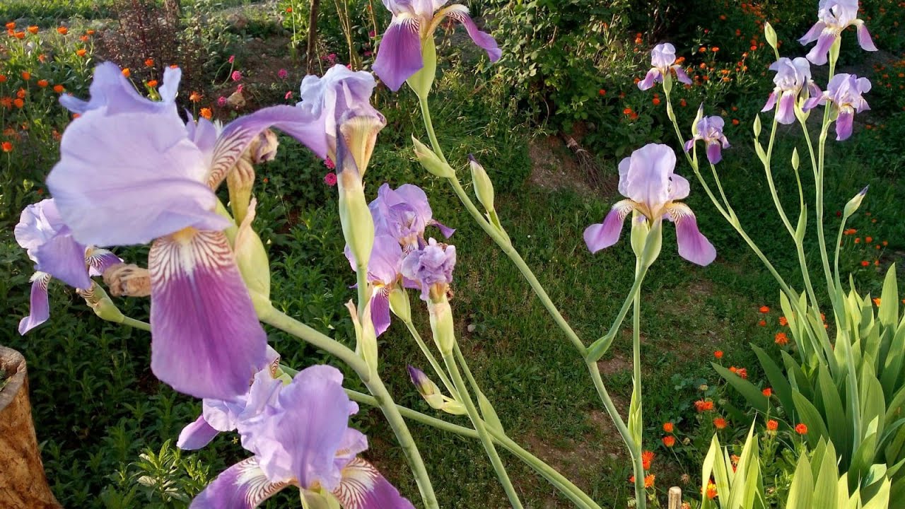 Ирис (Iris - Навруз) Уход за цветком