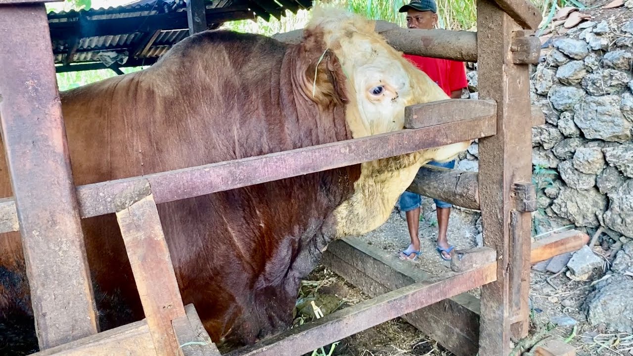 PENGAMBILAN MONSTER YANG TENGGELAM DI PRACIMANTORO‼️