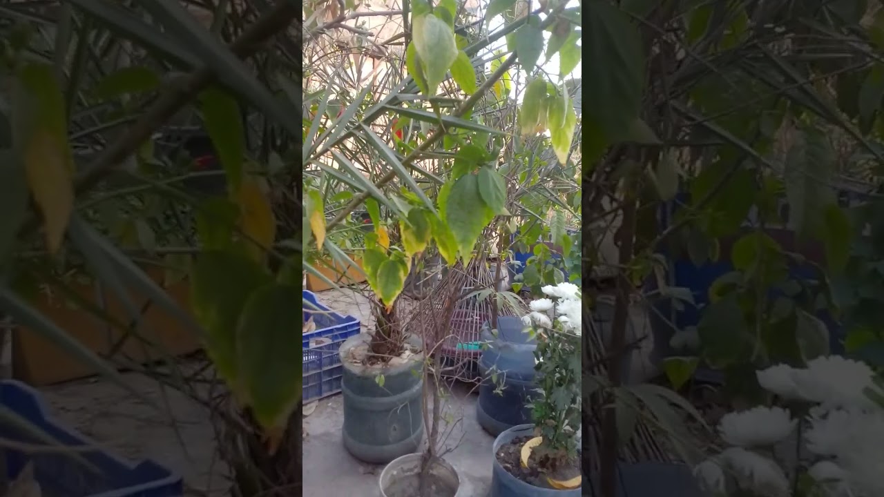 শাহ আলী বানাইলো গো দেশান্তরি 