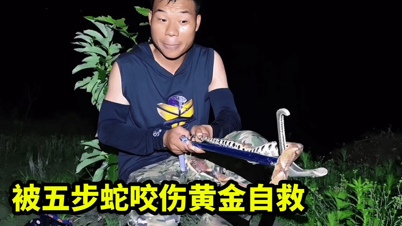 被五步蛇咬伤怎么办？黄金自救3分钟，点赞分享帮助更多的人！【户外蛇哥科普】