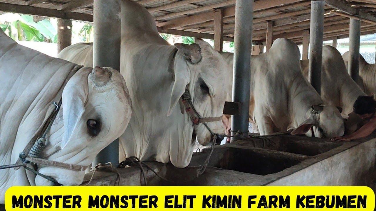 Tak Tergoda Harga Mahal|Monster-Monster Elit Kimin Farm Kebumen|Sapi PO Kebumen|SetiaFarm