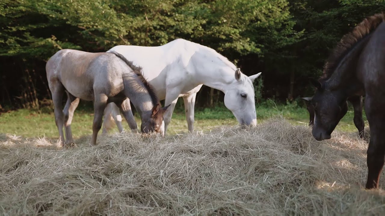 Barbana Lipizzans - Lipizzan Horses Breeding Farm