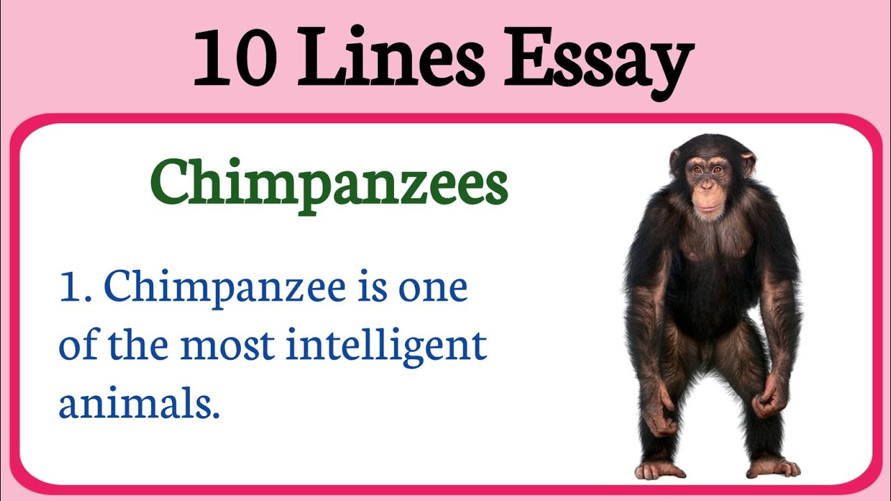 10 lines essay on chimpanzee in english !! Short essay on Chimpanzee !! sentences on chimpanzee