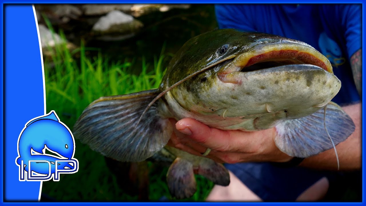 NON ci  CREDO!  In questo FIUME NON dovevano esserci QUESTI PESCI! Specialist Fishing basso Serchio