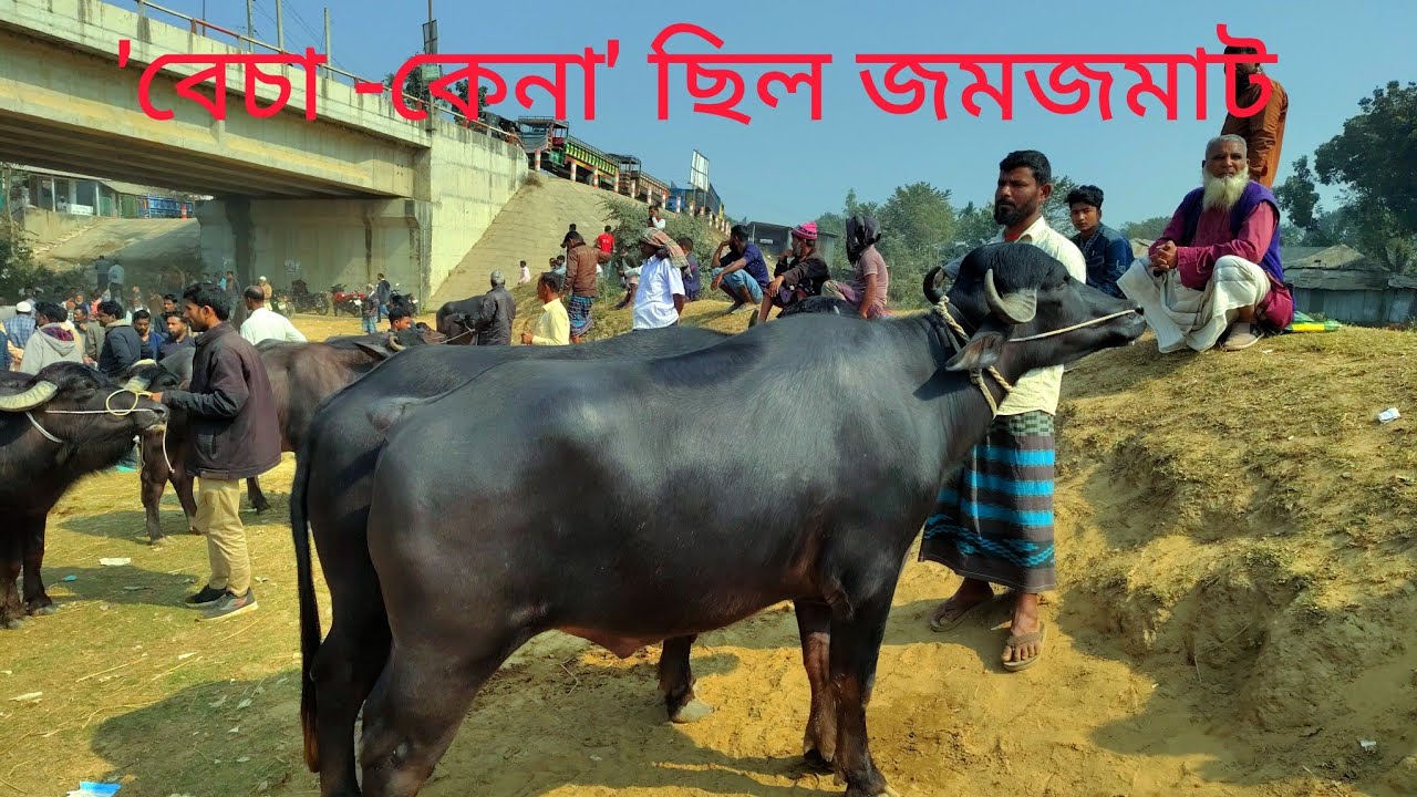 'বেচা-কেনা' ছিল জমজমাট! কাহারোল মহিষের হাট দিনাজপুর village market in Bangladesh 