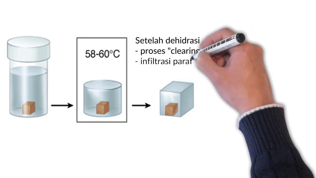 Pembuatan Sediaan Histologi