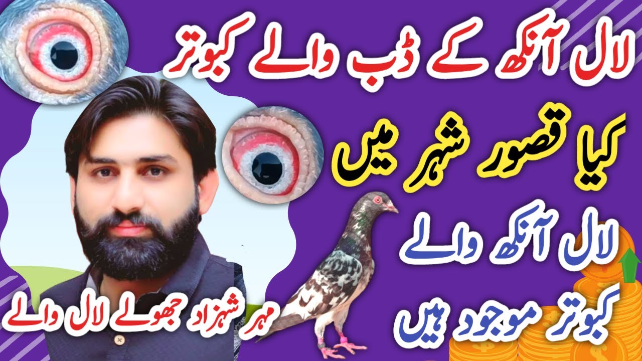 kasuri kabootar | Dab Walay kabootar | Golden kabootar | Lal Anku Walay kabootar